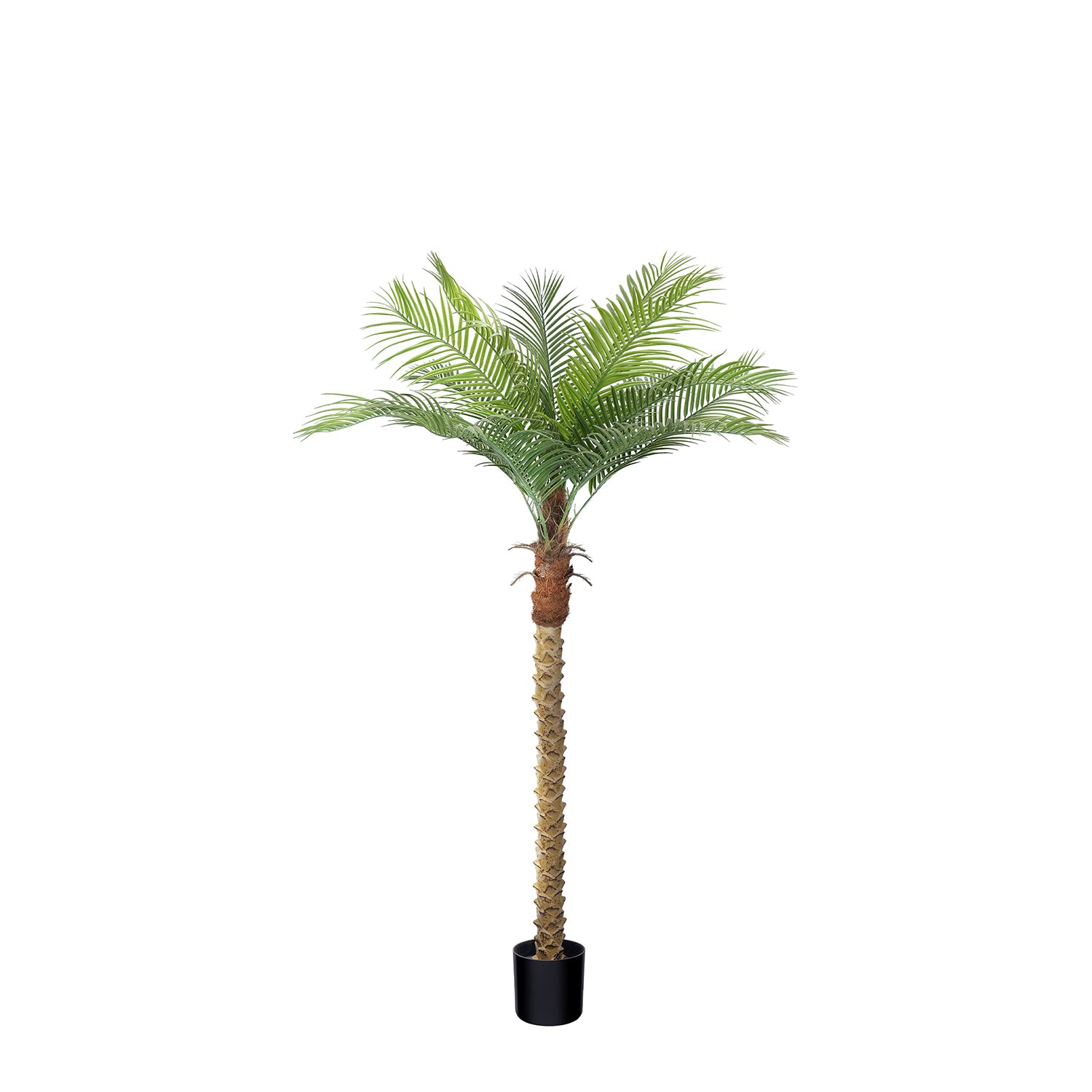 Vitalismo Tropical Palm Tree