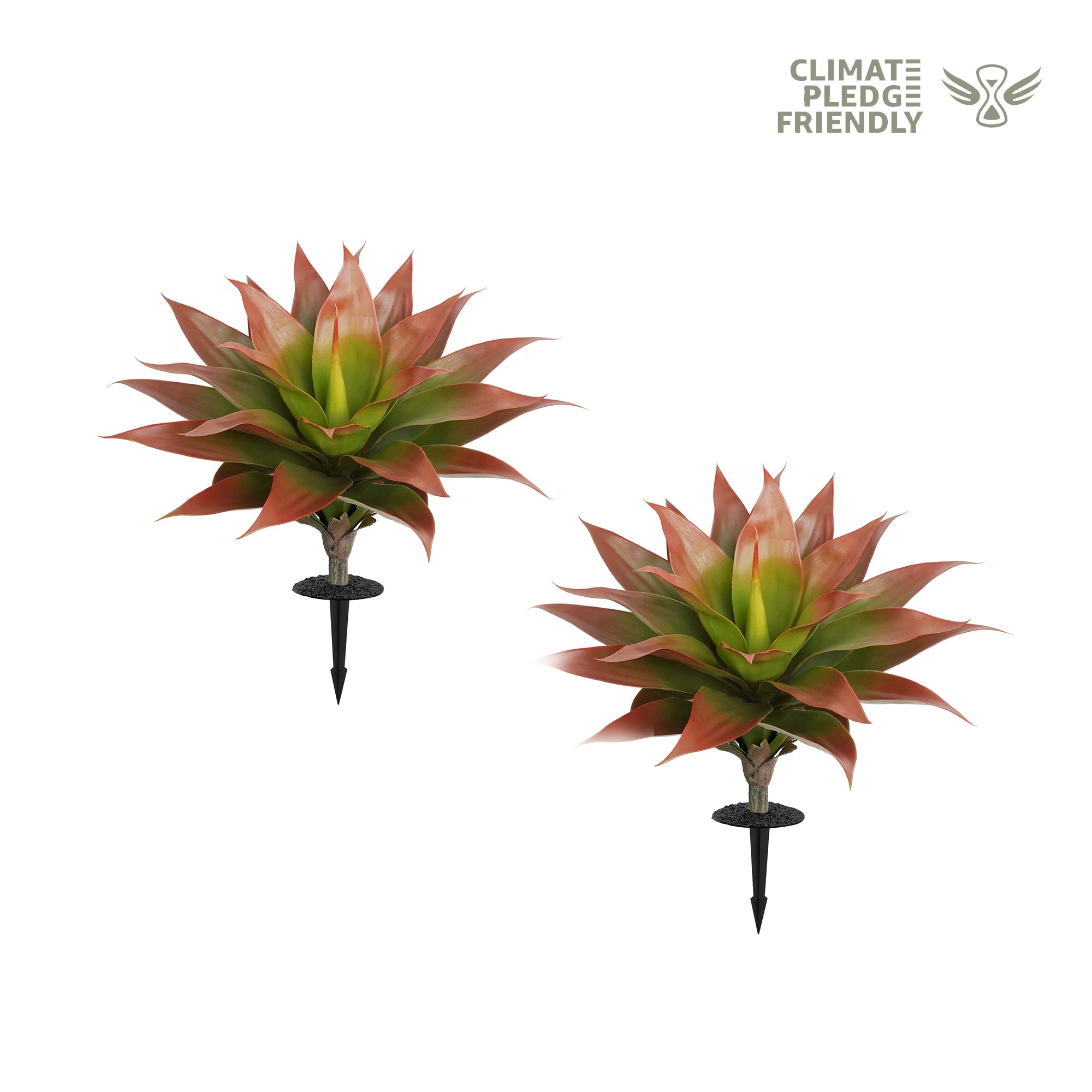Vitalismo Spiked Big Agave