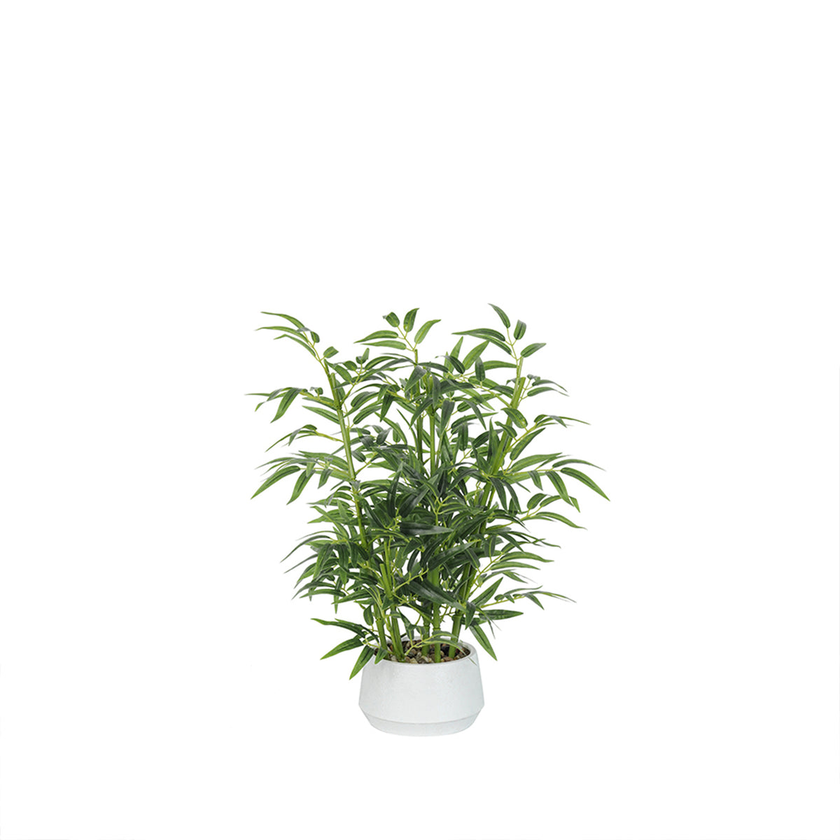 trendtroveshop-vitalismo-plants-compared-2026 product 3 image